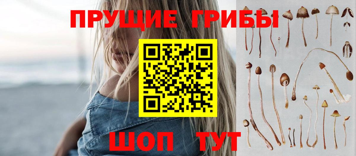Псилоцибиновые грибы Psilocybe Шахты